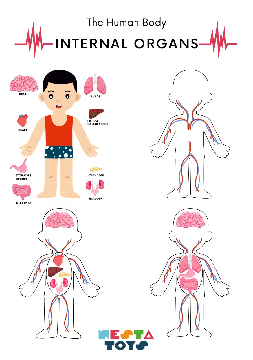 Human Anatomy Puzzle - nestatoys