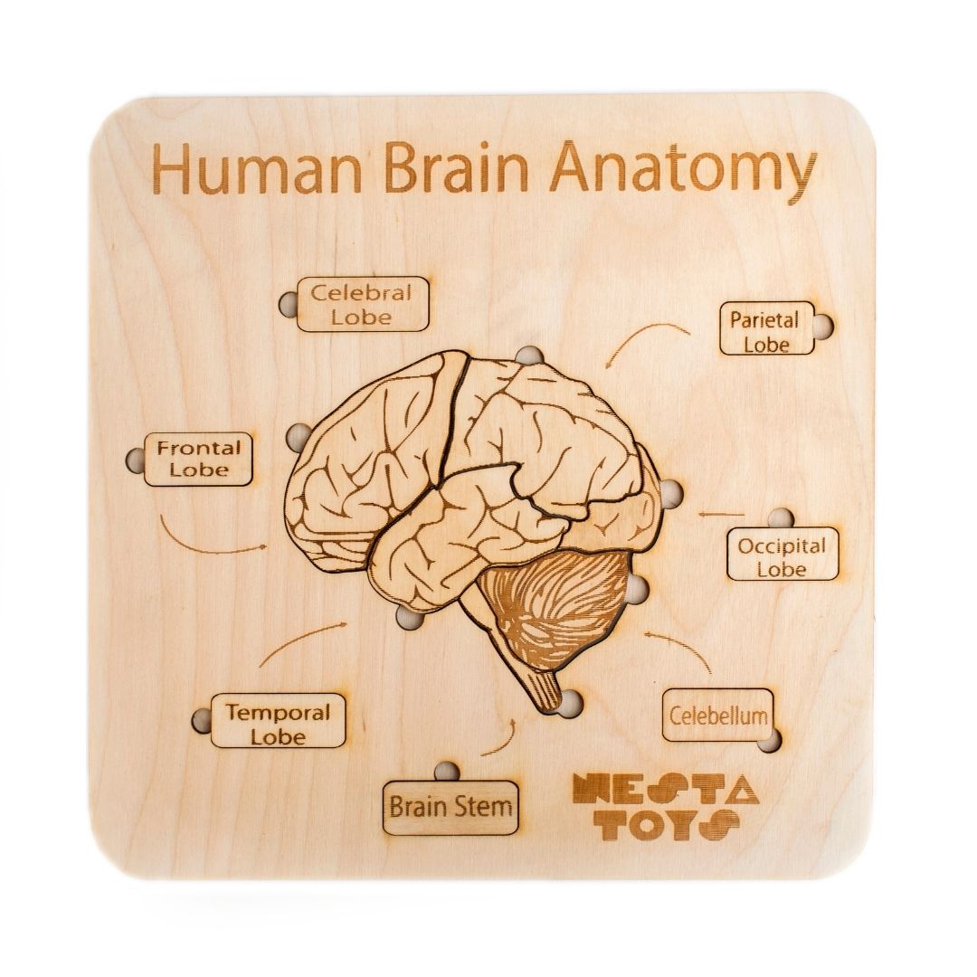 Human Brain Anatomy Puzzle | DIY Coloring Activity (13 Pieces) - nestatoys