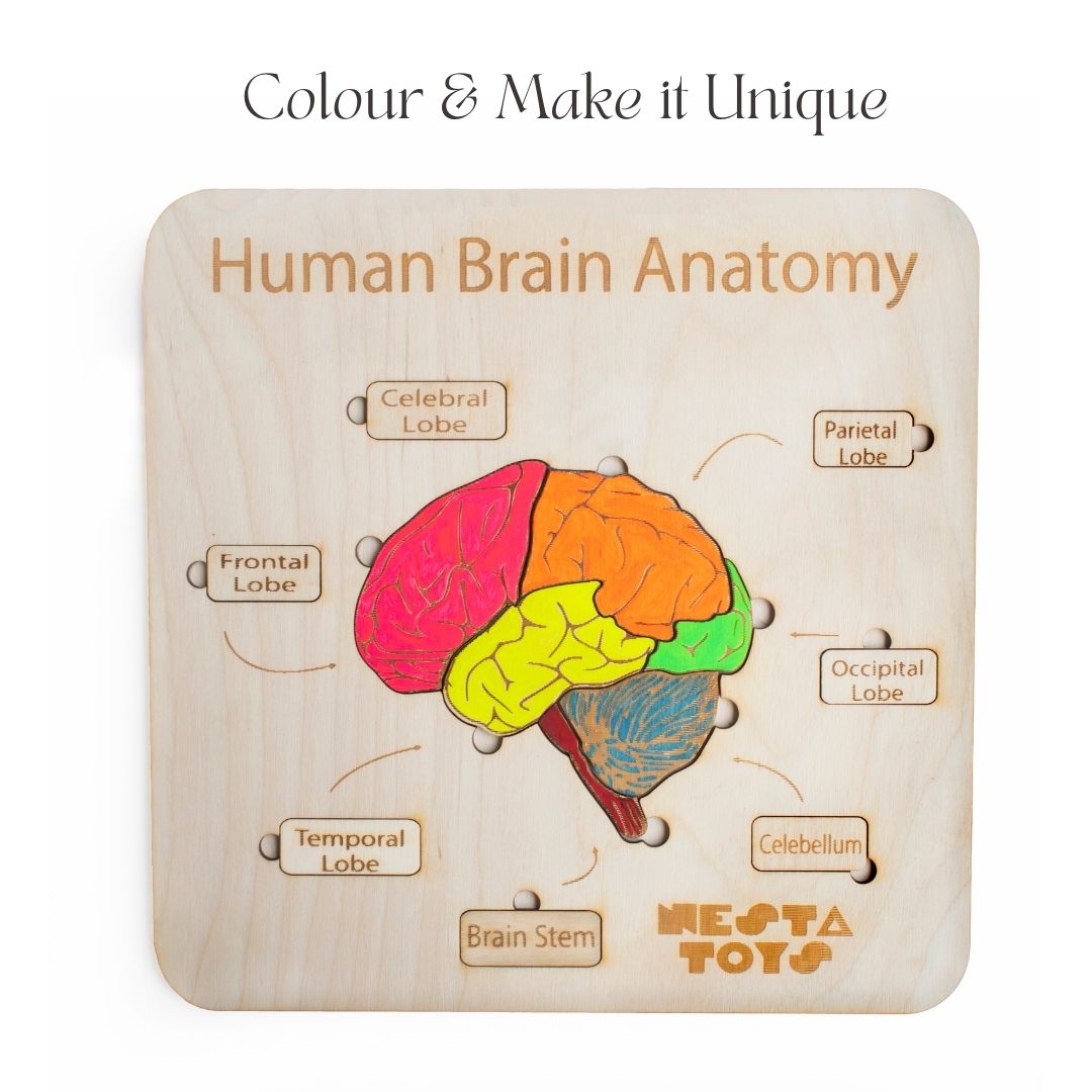 Human Brain Anatomy Puzzle | DIY Coloring Activity (13 Pieces) - nestatoys