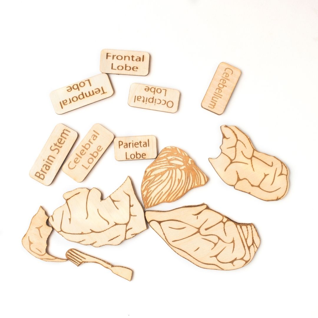 Human Brain Anatomy Puzzle | DIY Coloring Activity (13 Pieces) - nestatoys
