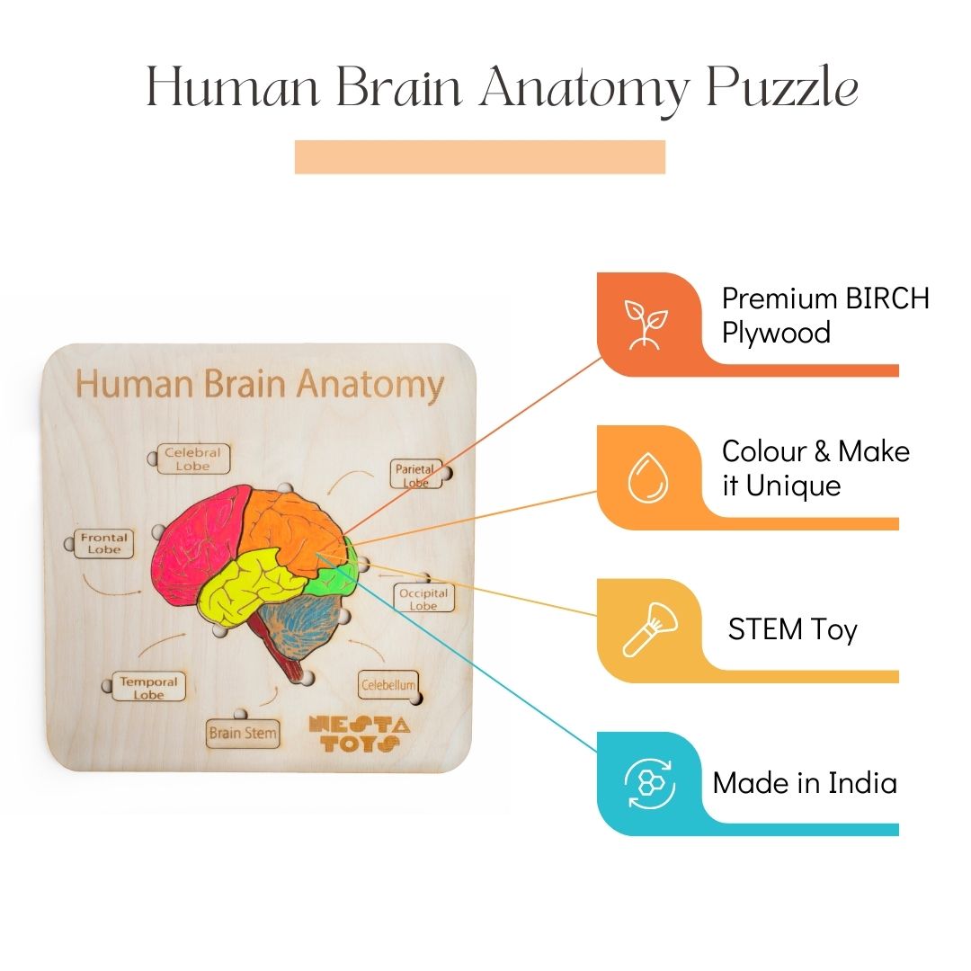 Human Brain Anatomy Puzzle | DIY Coloring Activity (13 Pieces) - nestatoys