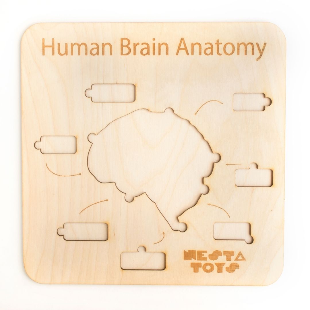 Human Brain Anatomy Puzzle | DIY Coloring Activity (13 Pieces) - nestatoys